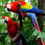 scarlet macaws costa rica carara national park