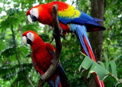 scarlet macaws costa rica carara national park