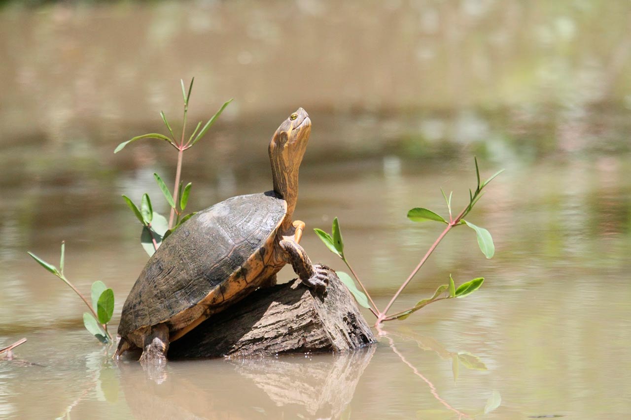 A unique and beautiful experience with sea turtles - Costa Rica for Kids