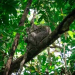 Manuel Antonio National Park Guided Tour