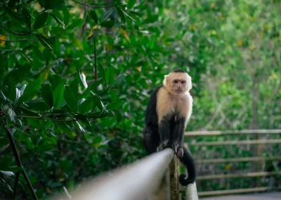 Manuel Antonio National Park Guided Tour