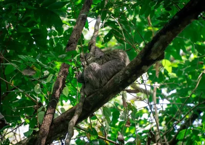 Manuel Antonio National Park Guided Tour