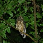 Night Walk in Monteverde