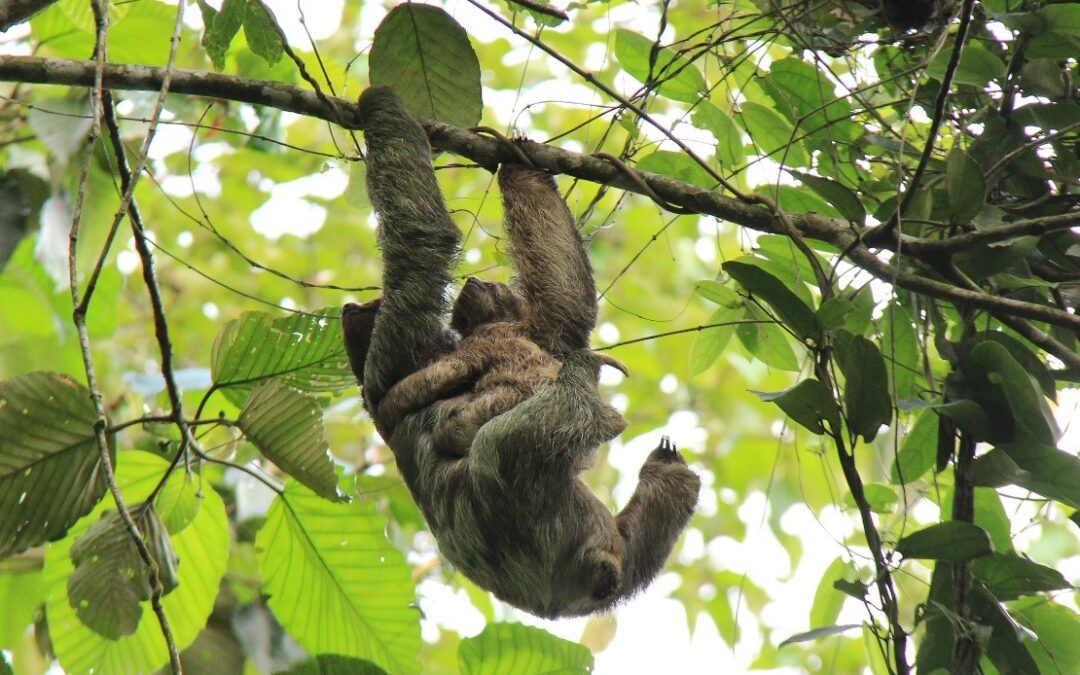 Meet the Sloth, the most adorable animal in Costa Rica