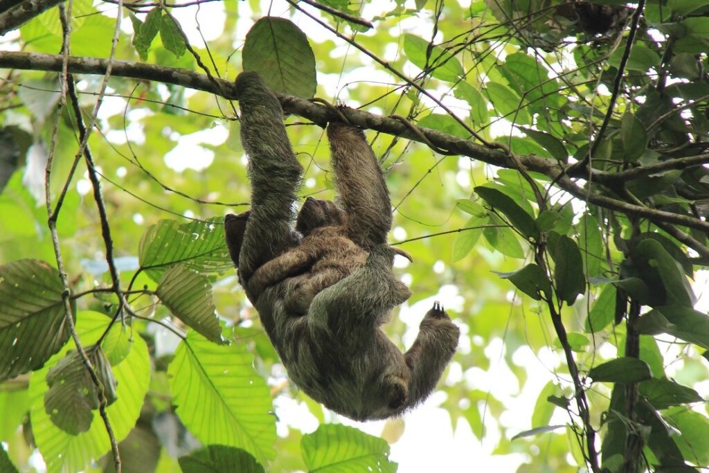 Sloth with baby climbing on a tree branch 
