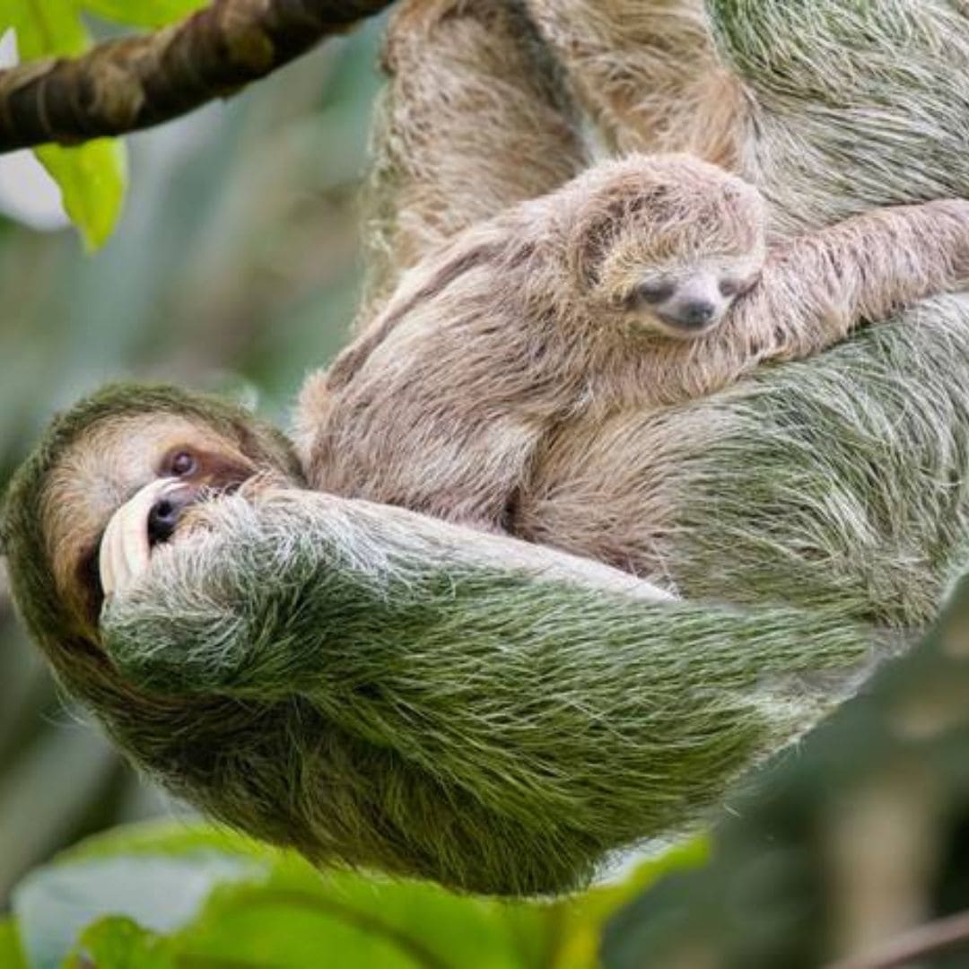 Mom and baby sloth in Costa Rica