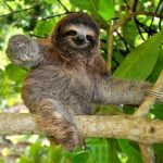 Sloth Cahuita national park