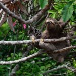 sloth tour rio celeste