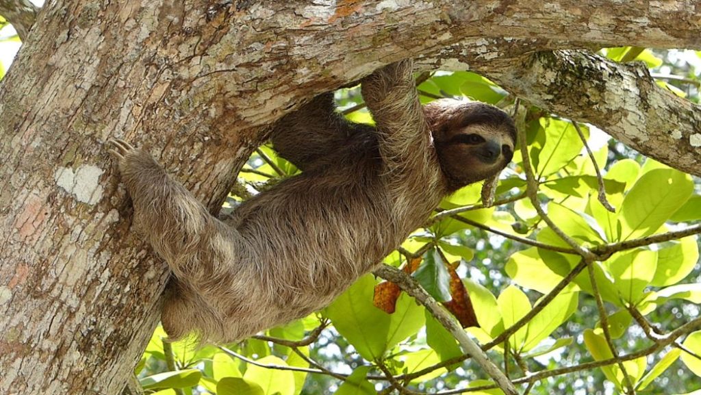 sloth tour rio celeste