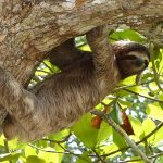 sloth tour rio celeste