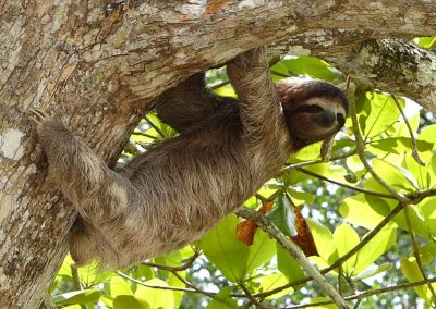 sloth tour rio celeste