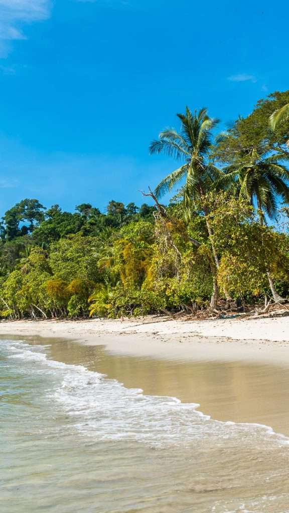 Beach and Jungle