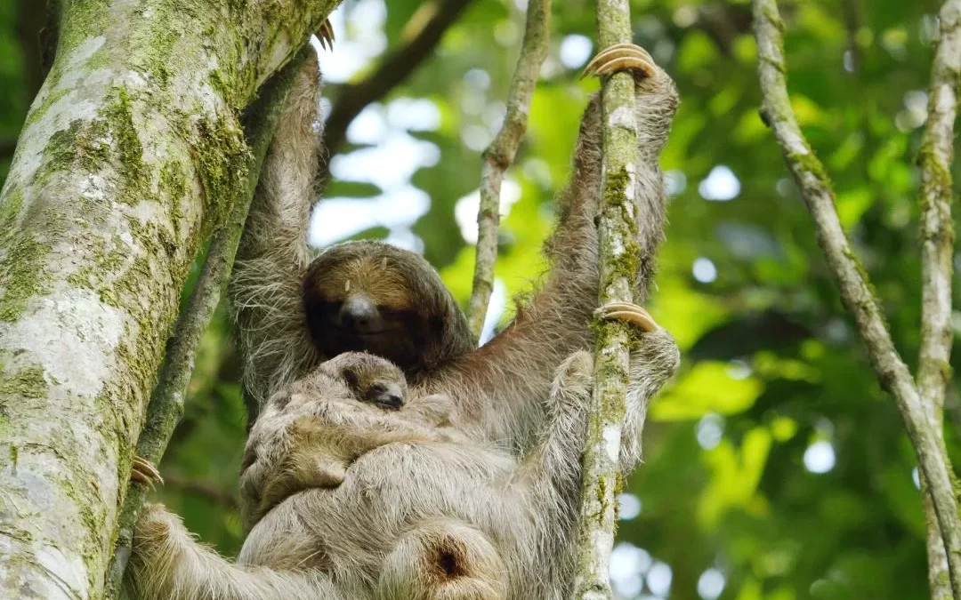 Costa Rica Weather Guide for Families: A Month-by-Month Overview