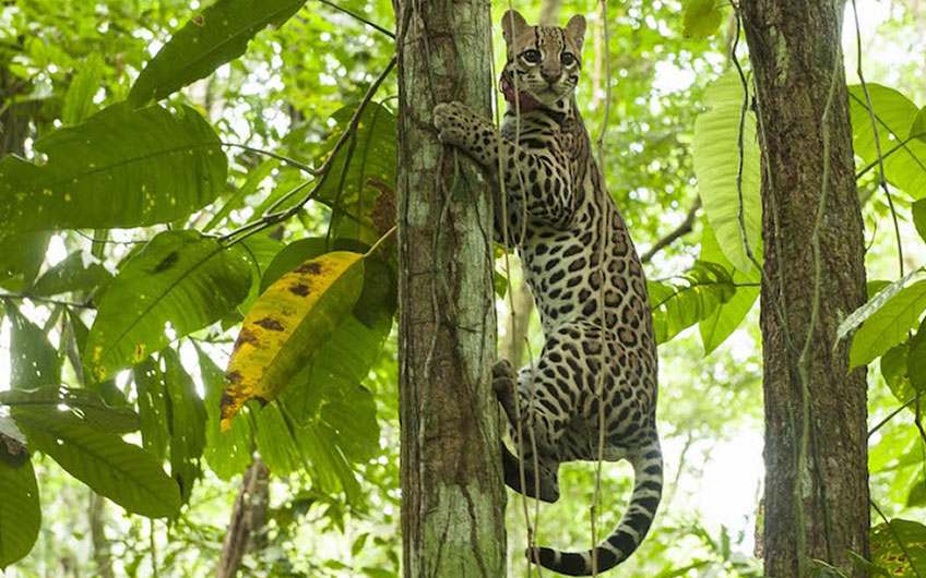 Jaguar Rescue Centre