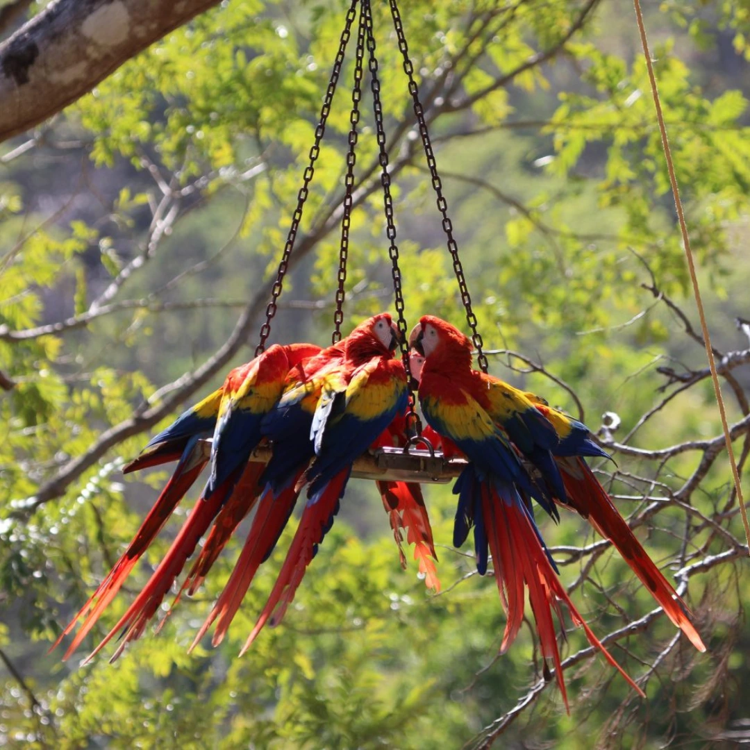 Macaw Recovery Network, Punta Islita