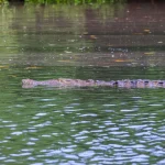 Tamarindo Boat Estuary Tour