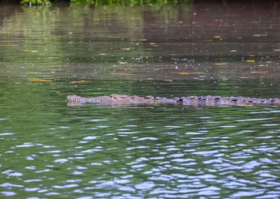 Tamarindo Boat Estuary Tour