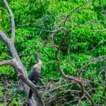 Tamarindo Boat Estuary Tour