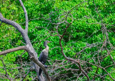 Tamarindo Boat Estuary Tour