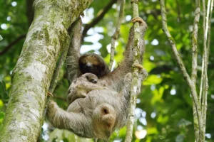 Central Pacific & Arenal Family Adventure