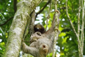 Central Pacific & Arenal Family Adventure
