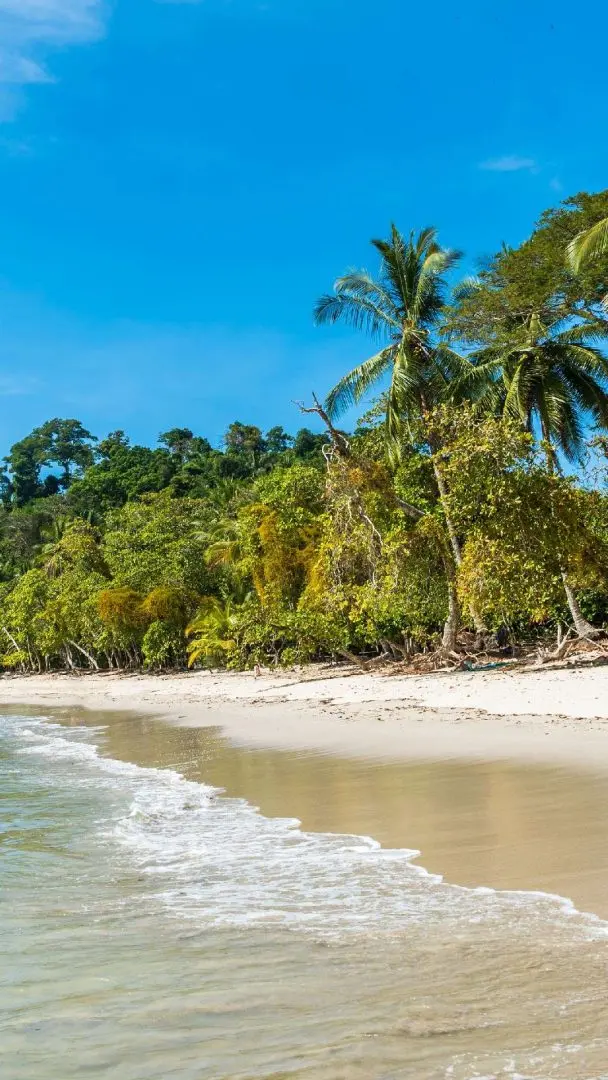  Beach and Jungle 