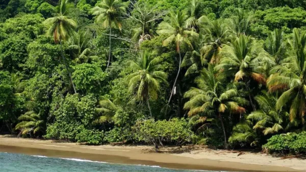 Jungle Beach